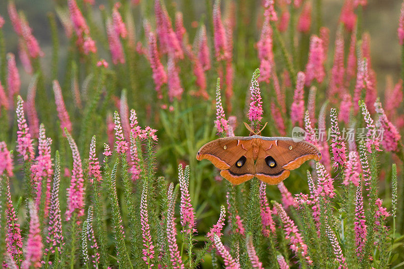 Polyphemus Moth in a Flower Garden